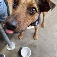 Otis enjoyef his puppycino as well at Ethos Brothers in Brentwood