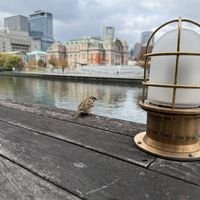   at Optimus Cafe in Osaka