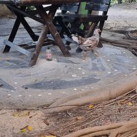 I guess the chicken is fresh for the non vegans🤣🤣 at Ando Loco in Koh Phangan