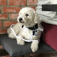 Marley! The dog is a host, greets you upon arrival! the cafeteria is petfriendly at La Converseria in Santiago