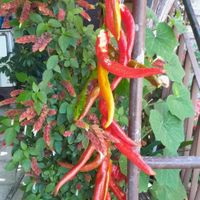 Paprika aus eigenem Anbau zum Trocknen at Villa Dihovo in Dihovo