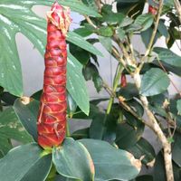 Third floor garden: shampoo ginger at Chī Chá SānQiān 吃茶三千 in Taichung