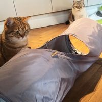 Playing with Toffee and Queenie at Katzentempel - Rosenheim in Rosenheim