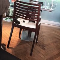 Playing with Monty at Katzentempel - Rosenheim in Rosenheim