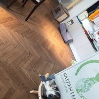 welcoming committee Malu, Yuki and Queenie at Katzentempel - Rosenheim in Rosenheim