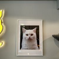 decoration at Katzentempel - Rosenheim in Rosenheim