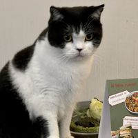 cat at Katzentempel - Rosenheim in Rosenheim