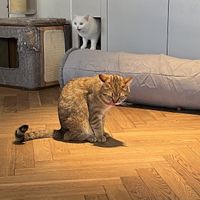   at Katzentempel - Rosenheim in Rosenheim