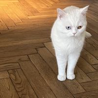   at Katzentempel - Rosenheim in Rosenheim