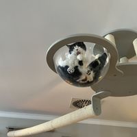   at Katzentempel - Rosenheim in Rosenheim