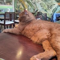  at Katzentempel - Rosenheim in Rosenheim