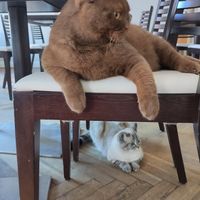  at Katzentempel - Rosenheim in Rosenheim