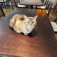   at Katzentempel - Rosenheim in Rosenheim