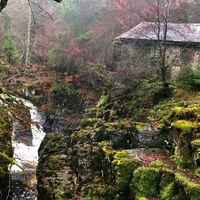 Hermitage Woodland Walk at Scottish Guided Tours in Stirling