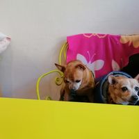  at Hippo Bio Vegan in Hannover