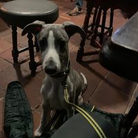 Dog and family friendly pub! 💕 at The Butchers Arms in Stoke-on-trent