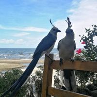  at Comedor Julias in Ometepe