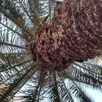 you sit under the palm tree  at Hi! Bubble tea Patisserie in Gran Canaria
