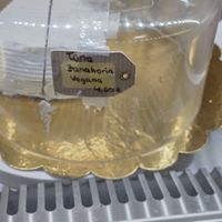 Vegan carrot cake at Hi! Bubble tea Patisserie in Gran Canaria