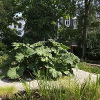  at Hortus Botanicus in Amsterdam