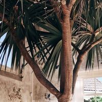 Genieten van al het groen  at Hortus Botanicus in Amsterdam