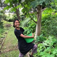 Holly one of our beautiful staff members collecting PawPaw from our gardens to prepare one of the daily vegan salads  at Nimbin Bush Theatre in Nimbin