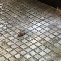 Cucaracha abajo de nuestra mesa   at Mora Mora - Condesa in Mexico City