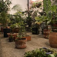 Jardín  at Casa Omedeto in Armenia