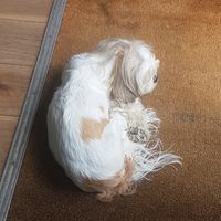  at Brasil Vegano Cafe in Guildford