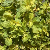   at Takano in Kanazawa