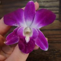 Orchid that came on the Baby Girl vegan drink at The Annex Crafthouse in Houston
