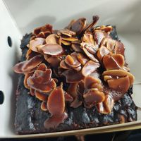 Chocolate brownie at W.H.I.P Patisserie in Inglewood