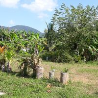 View from out the back at Phangan Coffee in Koh Phangan