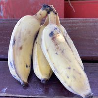 Fresh fruit - they had bananas, coconut, papaya, and mango when we visited.  at The Thai and Smoothie Place in Waimea