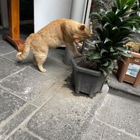   at Govinda Gopal - Govindas  in Quito