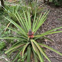 Pineapple growing in the garden!   at Phu Quoc Countryside in Phu Quoc