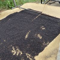 Black pepper frying   at Phu Quoc Countryside in Phu Quoc