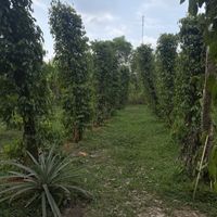 Pepper plants  at Phu Quoc Countryside in Phu Quoc
