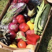 Such a great variety! 💚  at Agricultura Vedica Maharishi in Nerja
