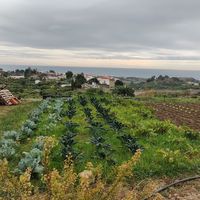 They grow vegetables themselves  at Agricultura Vedica Maharishi in Nerja