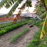 3 at Agricultura Vedica Maharishi in Nerja