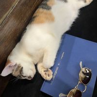 THE CUTEST THING 💖💖💖  at Bubba's - Had Yao in Koh Phangan