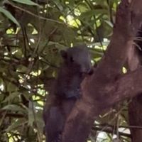 Squirrels everywhere   at Kapuhala Koh Samui in Koh Samui