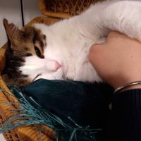 😻 at Kattencafé Sophie in Leiden