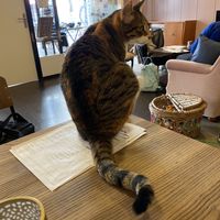 Cat (not edible) at Kattencafé Sophie in Leiden