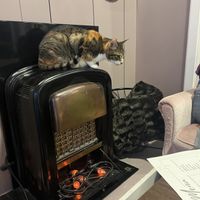   at Kattencafé Sophie in Leiden