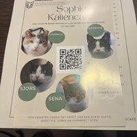  at Kattencafé Sophie in Leiden