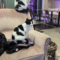   at Kattencafé Sophie in Leiden