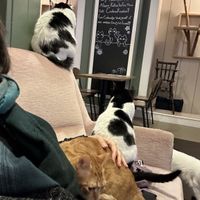   at Kattencafé Sophie in Leiden