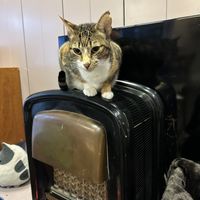   at Kattencafé Sophie in Leiden